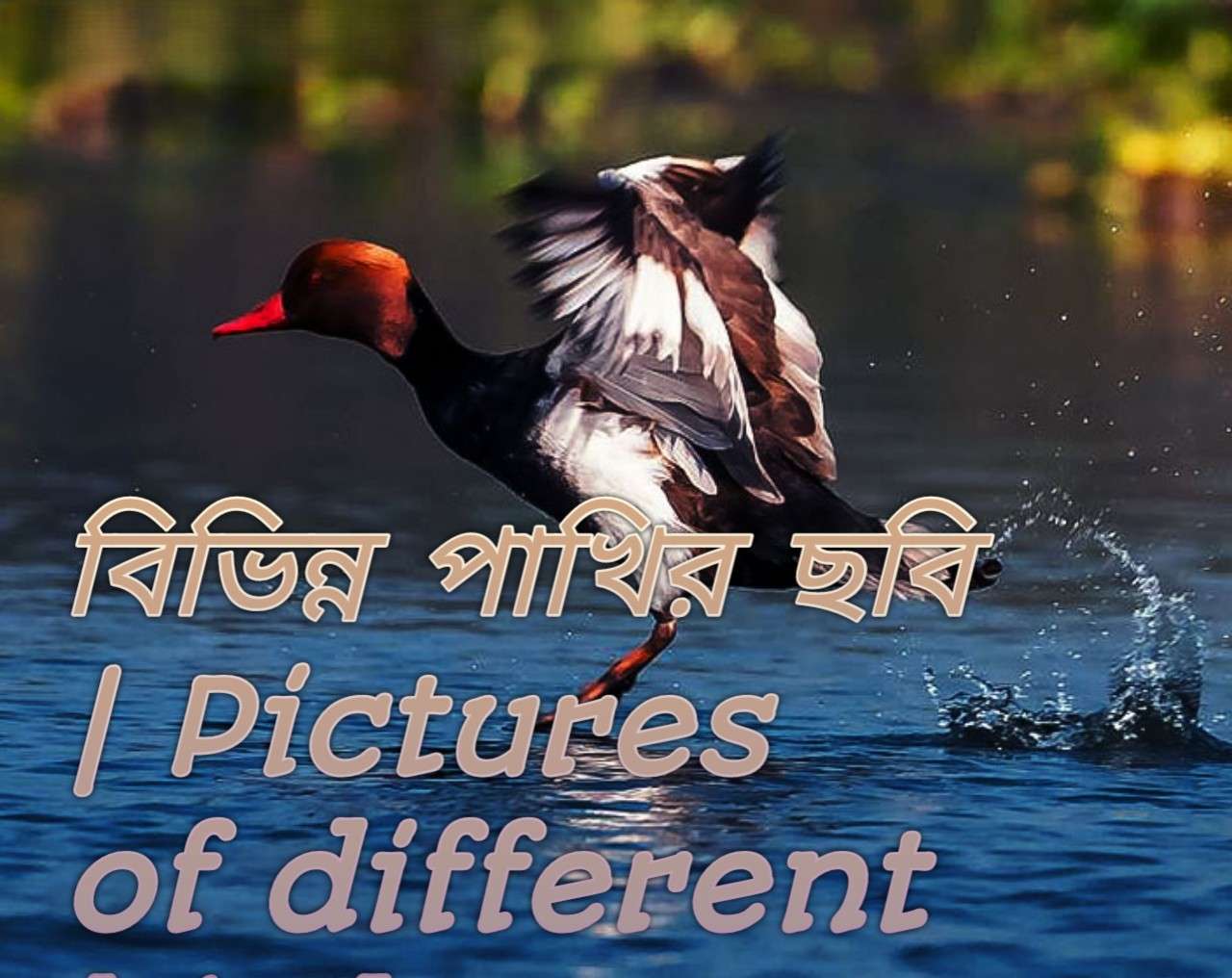 বিভিন্ন পাখির পিক, পাখির পিকচার, পাখির ছবি 2026